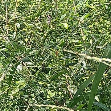 Hide and go Seek... Butterfly Style!!!