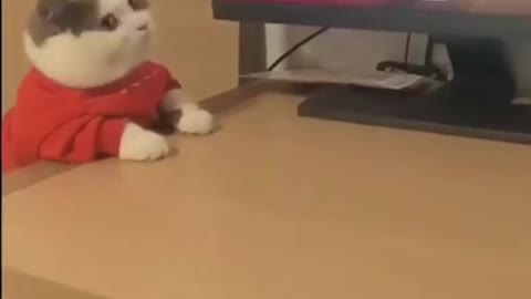 Funny cats short video