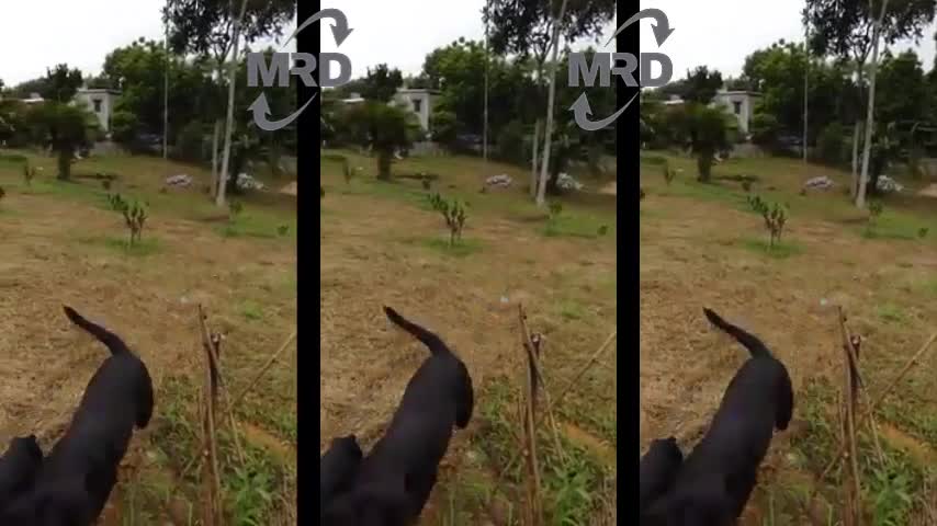 Cute Puppies Start Basic training