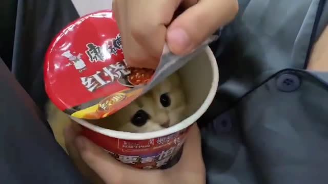 Do you want a kitten