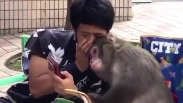 Monkey reacting to Donald Trump's defeat.