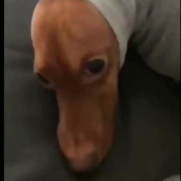 Blanket-Wrapped Dog - TikTok Dogs (Funny Animals #387)