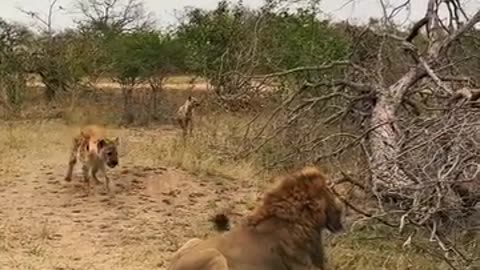 Lion catches hyenas