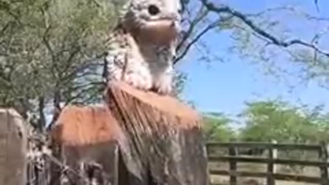 what is the name of this bird