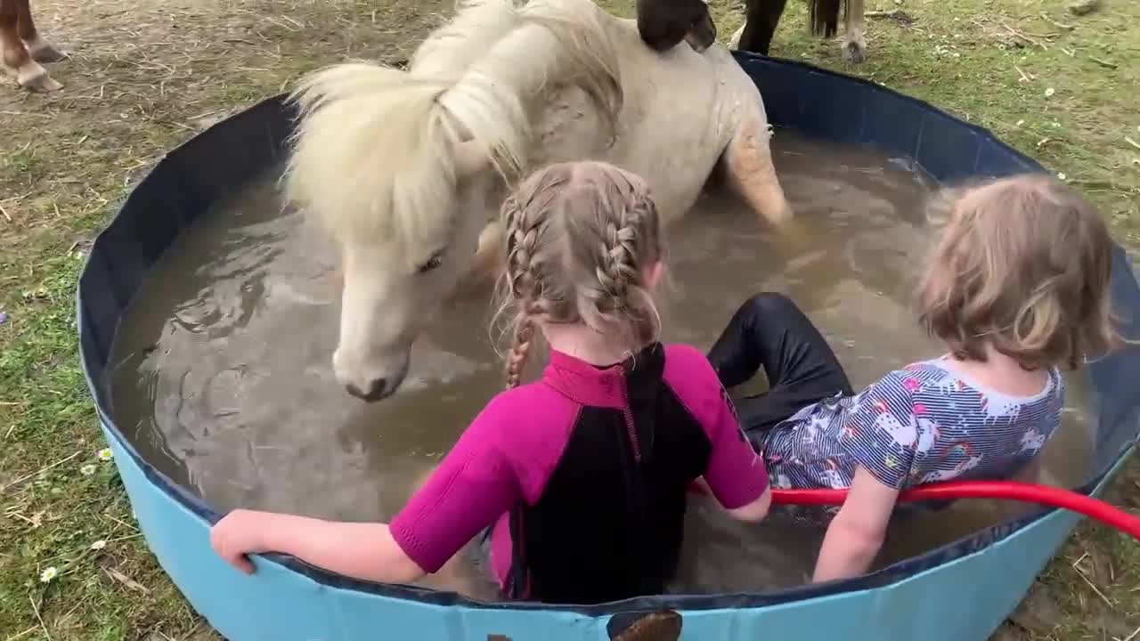 Pony crashes the pool party