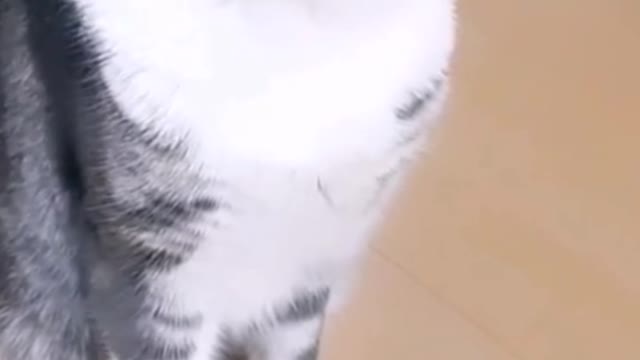 .Start a lovely day with a pet in your heart