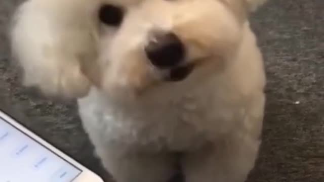 Confused puppy listening to police siren and makes the sound