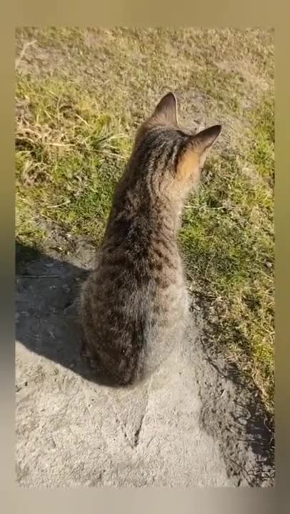 2.Cats and dogs _ cats meowing _ cats funny videos #shorts