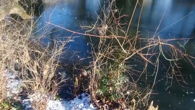 Paddling of Ducks