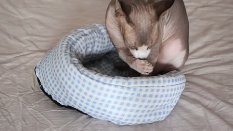 Hairless cat (sphynx) grooming himself 😺