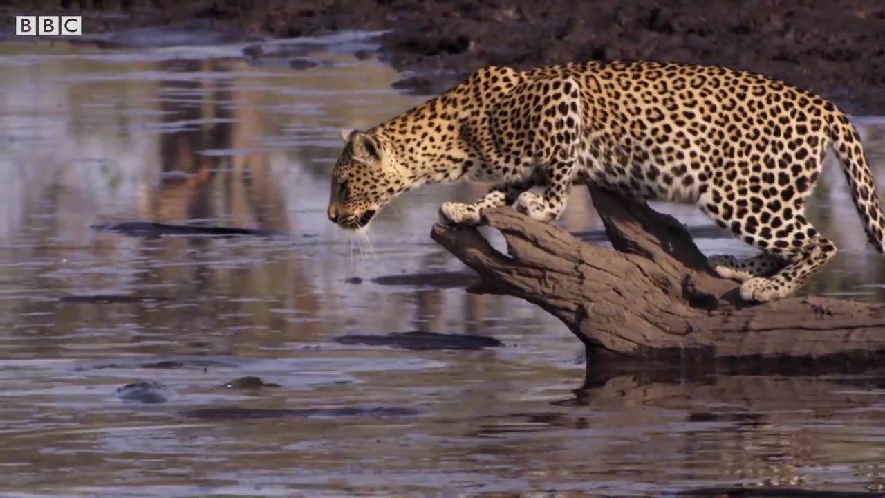 Leopard Learns How to Catch a Fish _ BBC Earth