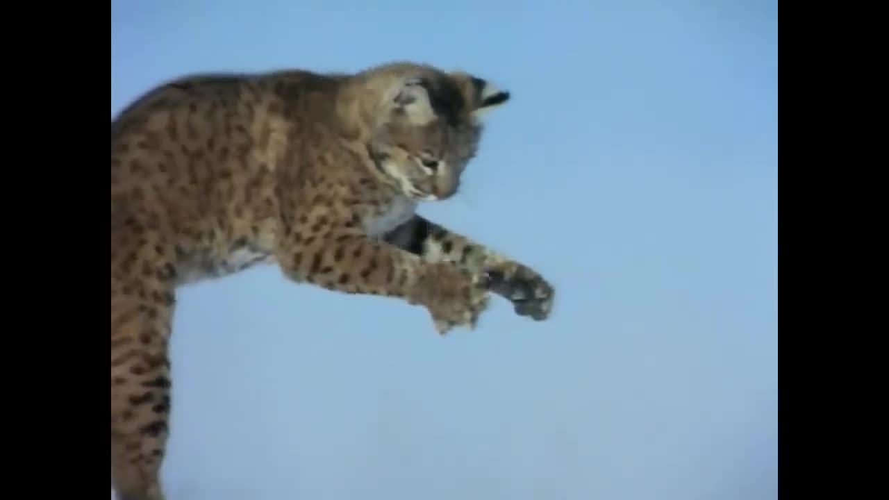 Apex Predators Hunt Their Prey | Wild America |MIXTV/#Documentary