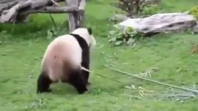 Panda confy