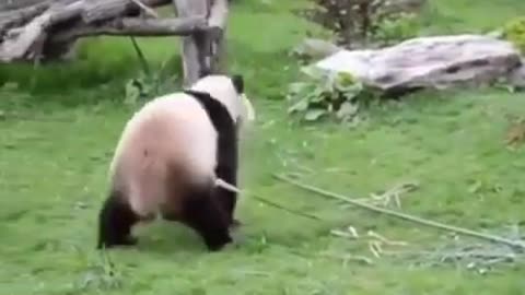 Panda confy