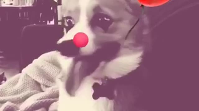 A compilation of a corgi dog yawning and groaning