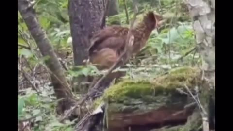 Bird walking in jungle