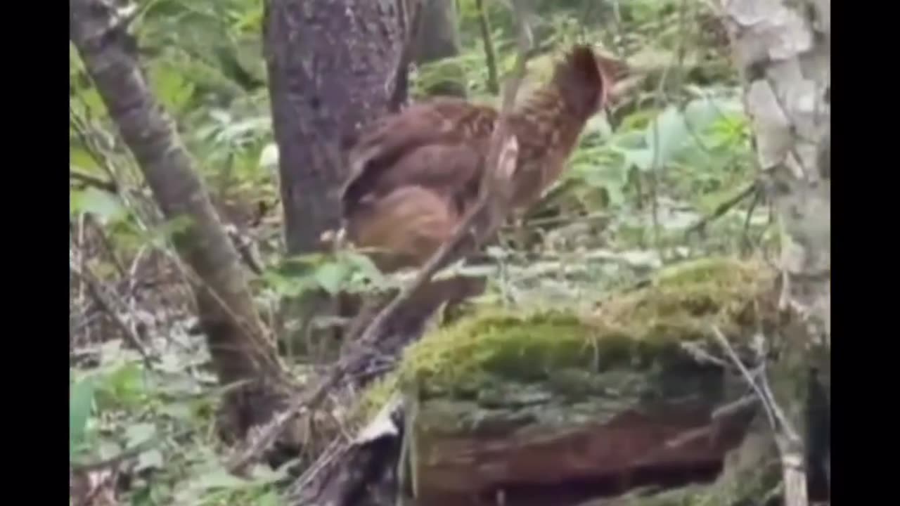 Bird walking in jungle