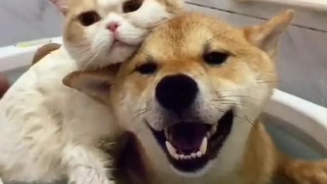 #The_Loveliest_Animals cute dog and cat video, cute cat ,cute dog,