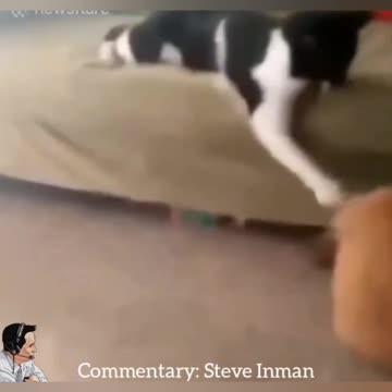 Savage Cats Compilation