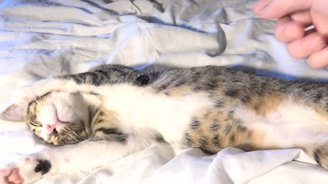Lovely Little Cat Is Very Relaxed and Sleepy