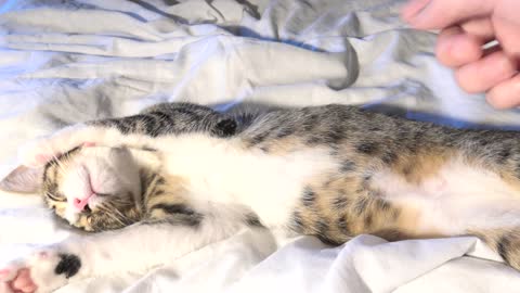 Lovely Little Cat Is Very Relaxed and Sleepy
