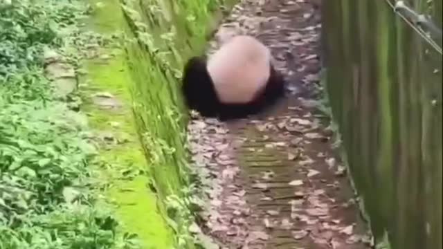 Come and see, this panda is really cuuuuute