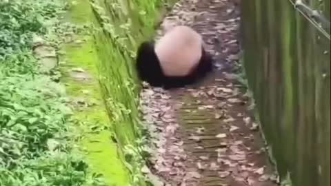 Come and see, this panda is really cuuuuute