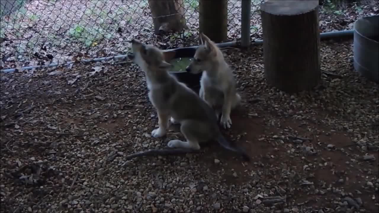 Baby Wolf Pups Howling - CUTEST Compilation