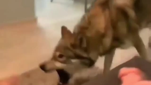 Dog attack