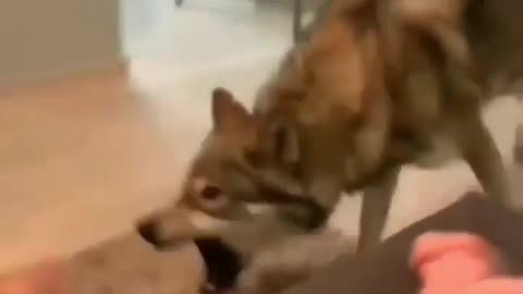 Dog attack