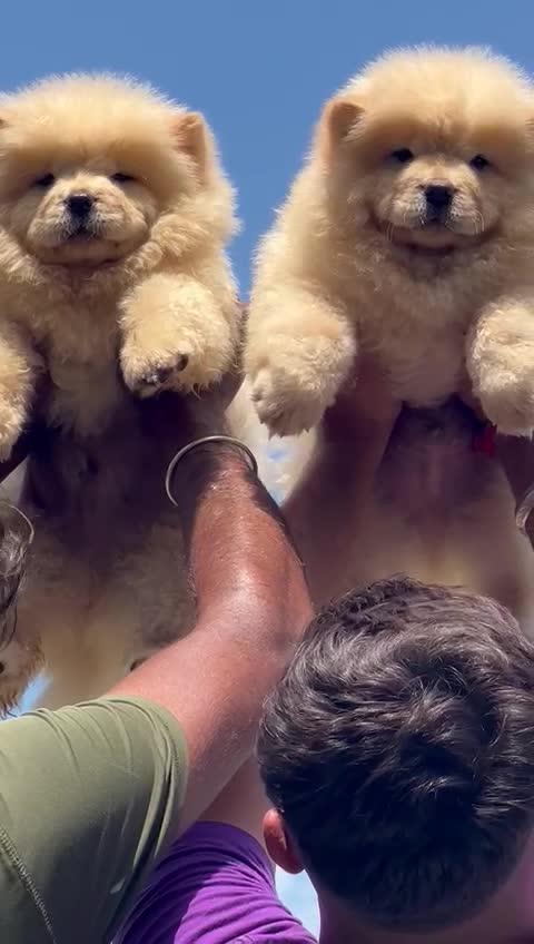 Is a Chow Chow a good family dog?