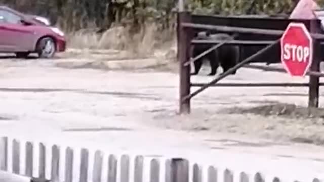 bear walks down the street