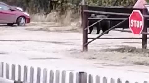 bear walks down the street