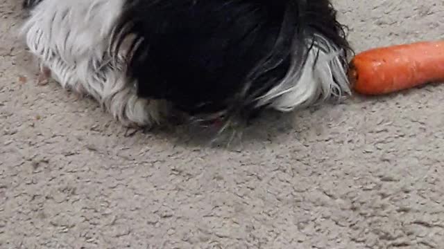 MY FRIEND MOLEKINHO HAVORATH EATING THE BUNNY CARROT (Part 3) #my9shihtzu