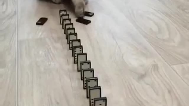 funny cat doing the domino thing