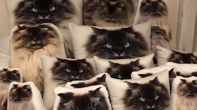 Cat Hides Among Pillows - Metal Gear Solid Version