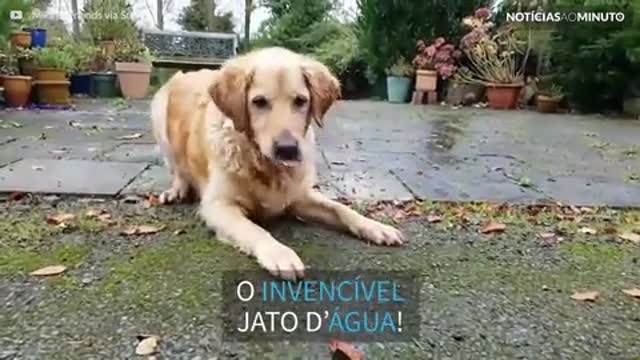 A épica batalha entre um cão e um jato d’água