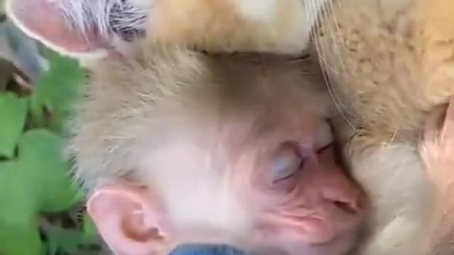 Baby Monkeytry to sleep on Cat