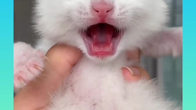 Cute and Funny Cat Videos Compilation _#short