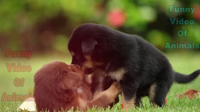 Baby Dogs | Cute and Funny Dog Videos 2022