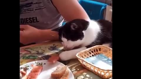 Funniest Cats 😹 - Don't try to hold back Laughter 😂 - Funny Cats Life#10