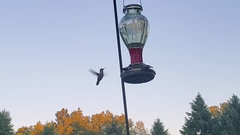 hummingbirds feeding