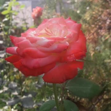 Rose in the garden