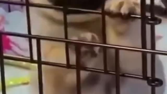 Funny and very cute Dog and Cat Videos Try Not To Laugh #Shorts