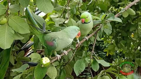 Indian Ringneck Parrot Talking and Eating Guava on Tree