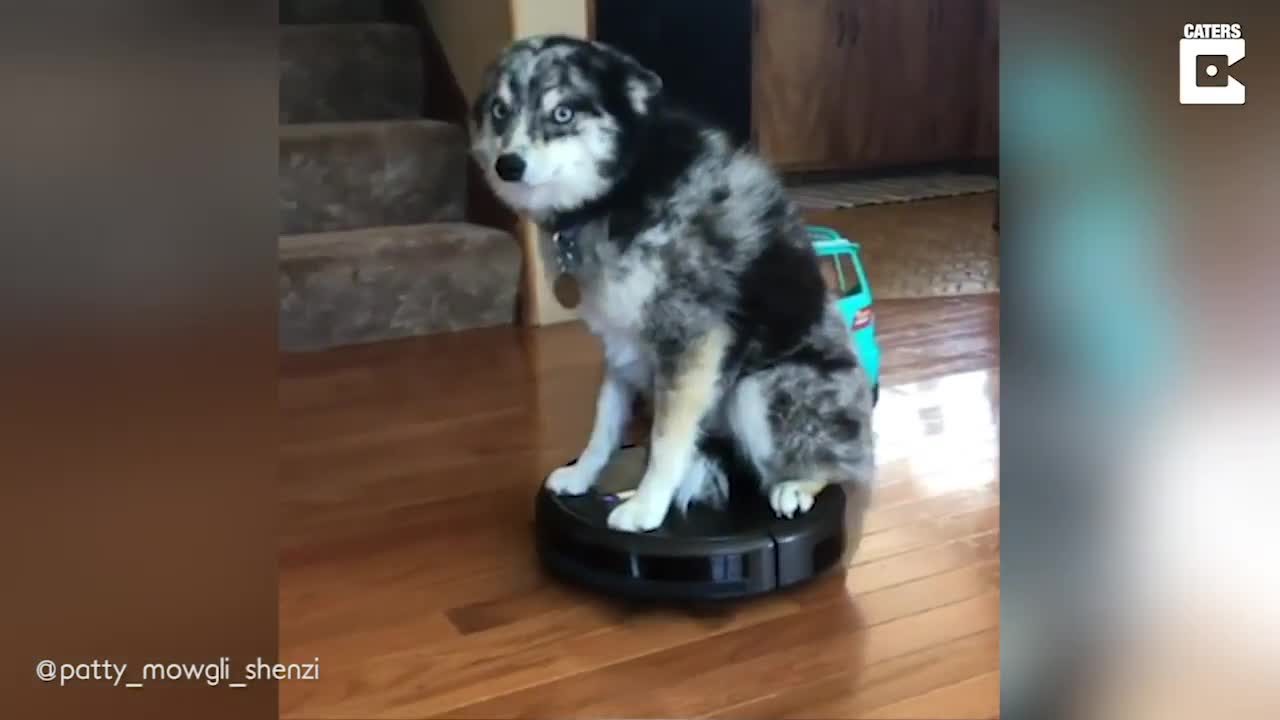 Very cute and crazy dog vol #1 - Vacuum Robot