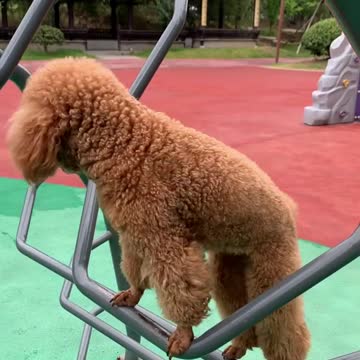 So Cute Dog 🐕 😍