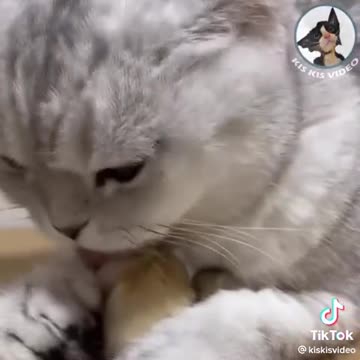 A CAT'S LOVE FOR ITS CUBS