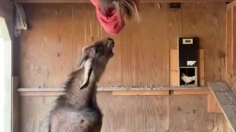 Funny goat video #funnyvideo