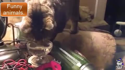 Funniest Animals - Best Of The Funny Animal Videos